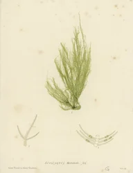 Alghe britanniche